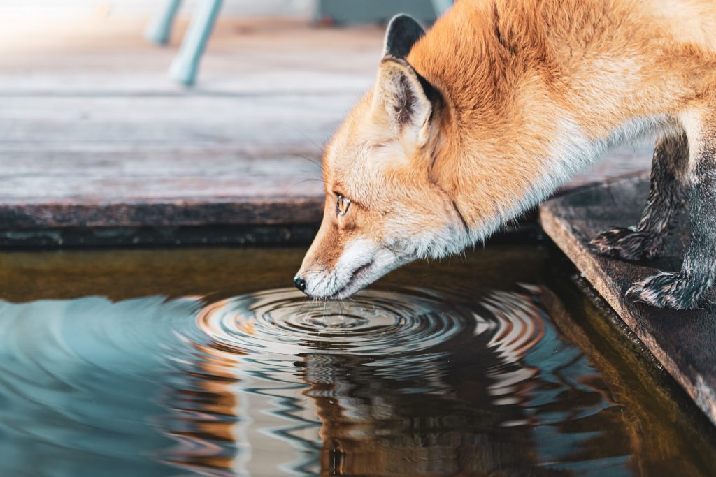 Fox drinking